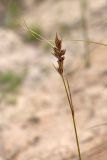 Carex arenaria