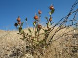 Rosa persica