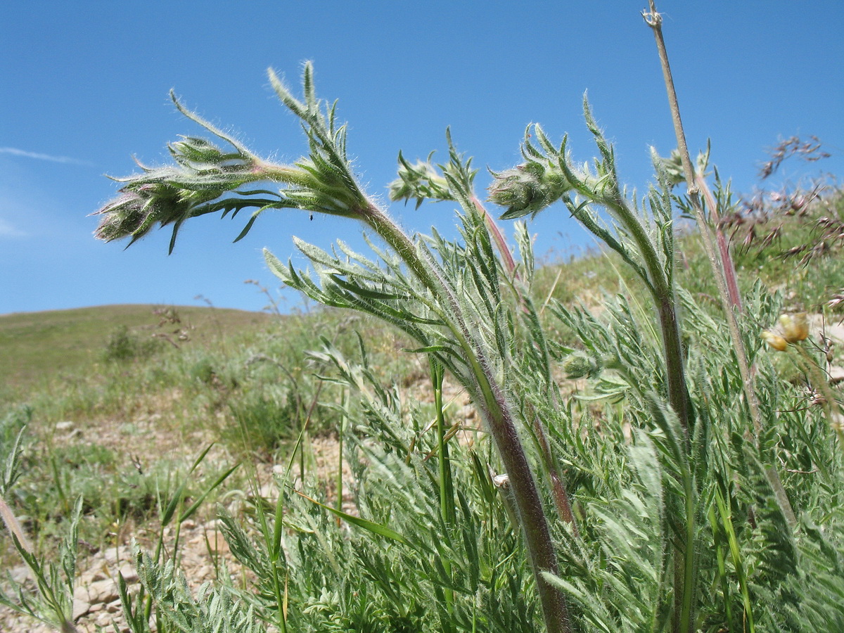 Image of Salvia trautvetteri specimen.