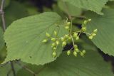 Viburnum wrightii. Соплодие с незрелыми плодами. Сахалинская обл., Томаринский р-н, окр. г. Томари, долина правого притока р. Томаринка в нижнем течении, смешанный лес. 03.08.2017.