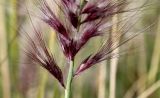 Pennisetum orientale