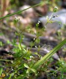 Galium trifidum