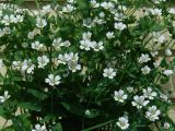 Cerastium davuricum