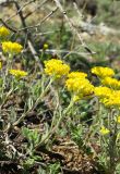 Alyssum trichostachyum