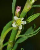 Polygonum neglectum