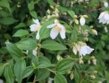 Philadelphus tenuifolius