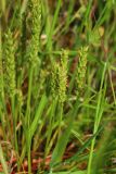 Plantago tenuiflora