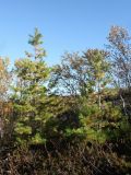 Pinus sibirica. Молодые деревья (возраст - ок. 20 лет). Мурманская обл., окр. г. Мурманск, склон СЗ экспозиции, кустарничково-вороничное берёзовое редколесье. 20.09.2021.