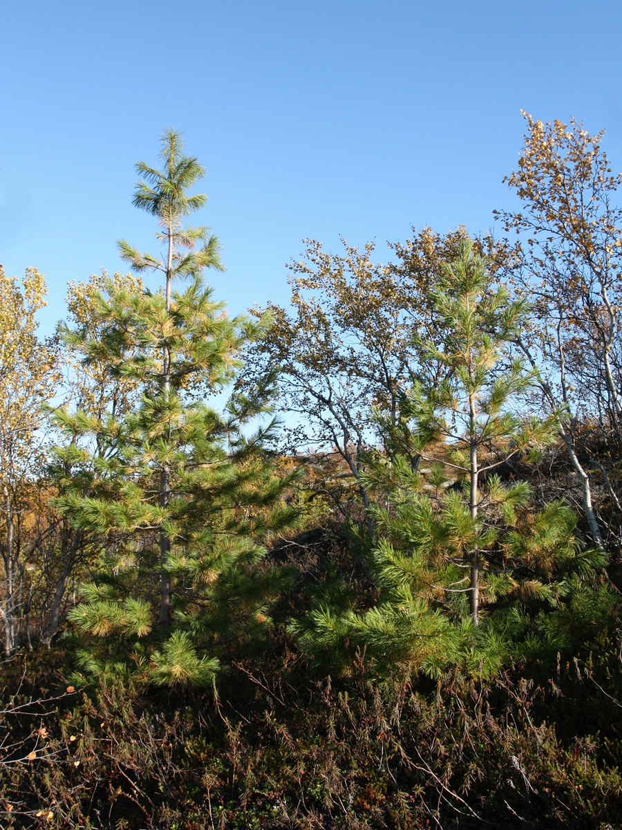 Изображение особи Pinus sibirica.