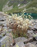 Saxifraga cartilaginea. Куртинка цветущих растений. Карачаево-Черкесия, Урупский р-н, Кавказский биосферный заповедник, Имеретинские озёра, дол. ручья Тихий, у оз. Проточное, ≈ 2450 м н.у.м., крупнокаменистая осыпь. 29.07.2022.