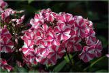 Phlox paniculata