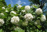 Viburnum opulus f. roseum