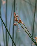 genus Schoenoplectus. Верхушки побегов с соплодиями. Киргизия, Джалал-Абадская обл., Западный Тянь-Шань, берег оз. Ири-Кёль, ≈ 1800 м н.у.м., в воде у берега. 15.07.2022.