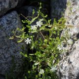 Stellaria crassifolia