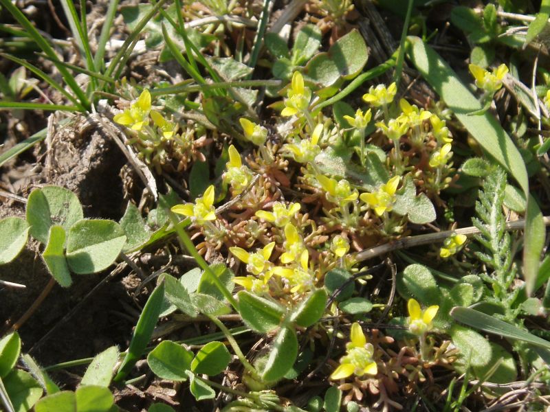 Изображение особи Ceratocephala orthoceras.