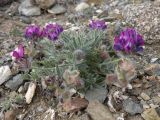 Oxytropis pumila