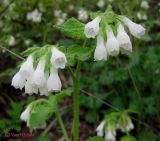 Symphytum tauricum. Верхушка побега с соцветиями. Крым, в горах между Приветным и Белогорском. 12 мая 2011 г.