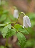 Anemone altaica. Верхушка побега с цветком. Красноярский край, Манский район. Начало мая 2011 г.