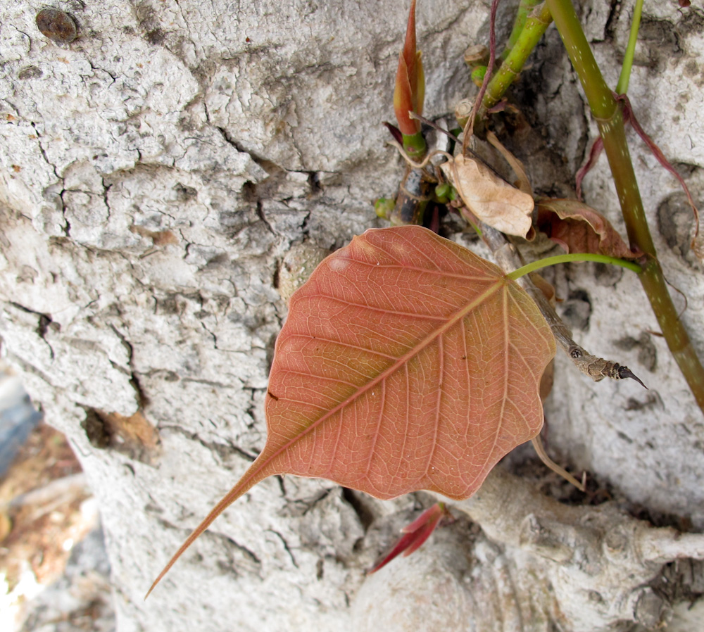 Изображение особи Ficus religiosa.