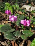 Cyclamen coum. Цветущие растения. Крым, Карадагский заповедник, парк биостанции (растения, пересаженные с горы Кубалач). 1 марта 2013 г.