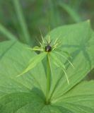 Paris quadrifolia. Цветок. В середине видна почти черная завязь.