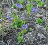 Veronica grandiflora