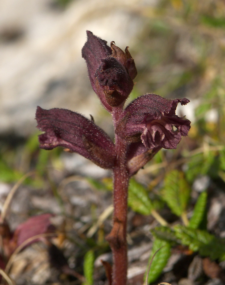 Изображение особи Orobanche campanulae.