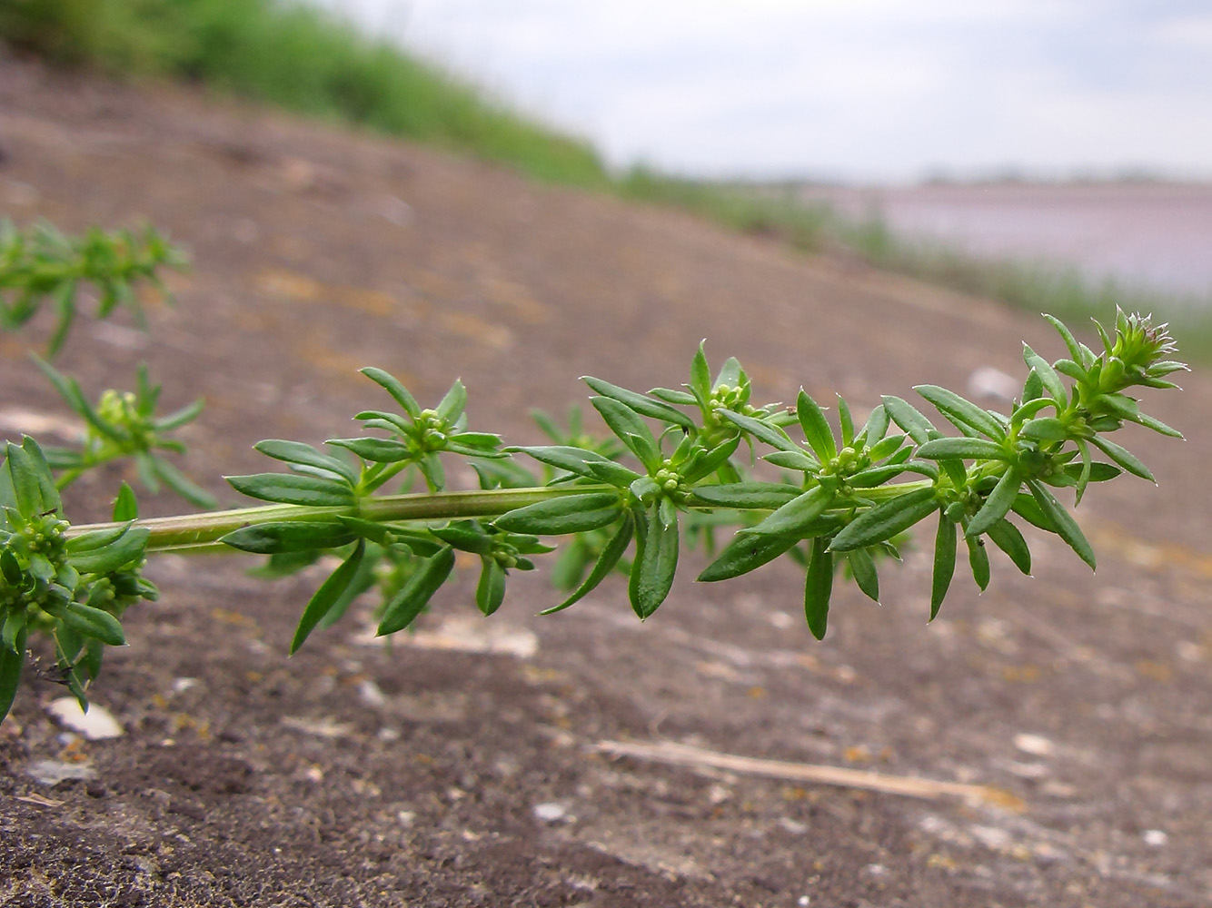 Изображение особи Galium humifusum.