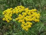 Achillea leptophylla