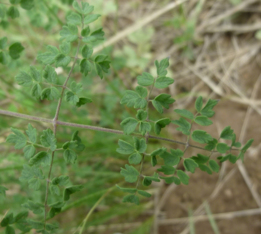 Изображение особи Thalictrum foetidum.