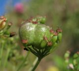 Pimpinella nigra. Элементарное соплодие-зонтик с аномальным плодом. Архангельская обл., Вельский р-н, окр. пос. Усть-Шоноша, береговой склон р. Вель. 09.08.2012.