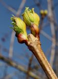 род Viburnum. Верхушка побега с распускающимися почками. Германия, г. Дюссельдорф, Ботанический сад университета. 13.03.2014.