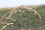 Festuca regeliana. Соплодие. Украина, Днепропетровская обл., Криворожский р-н, с. Широкое, склон балки. 25.06.2014.