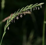 Elytrigia repens