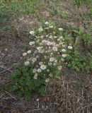 Erigeron annuus