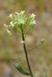 Camelina microcarpa