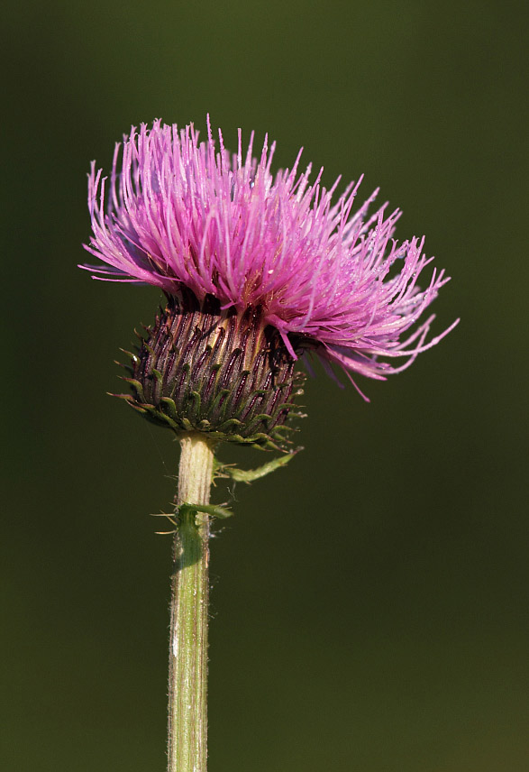 Изображение особи Cirsium helenioides.