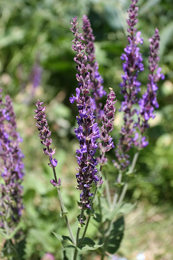 Изображение особи Salvia deserta.