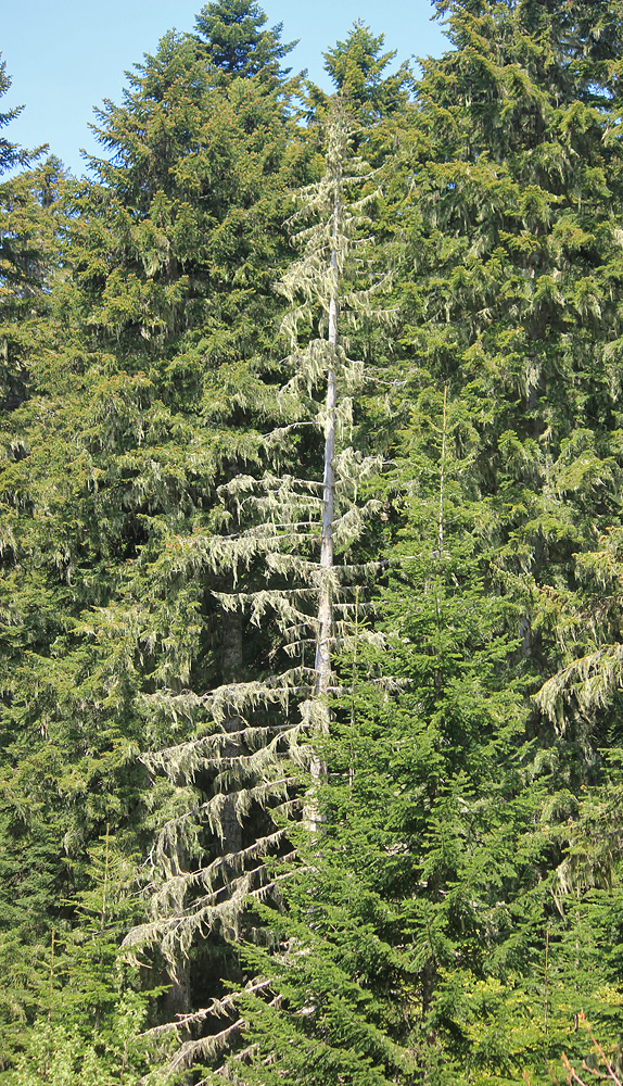 Изображение особи Abies nordmanniana.