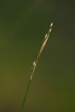 Carex ussuriensis