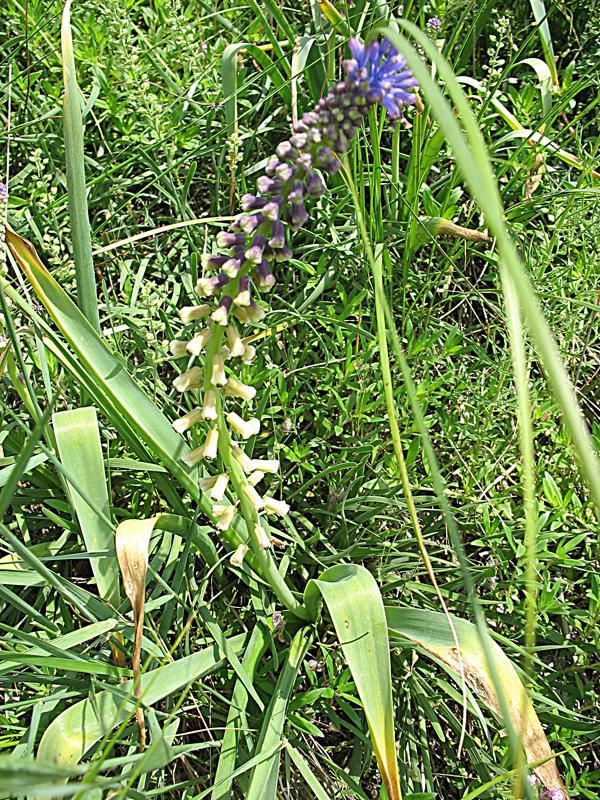 Изображение особи Leopoldia tenuiflora.