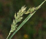 Calamagrostis epigeios