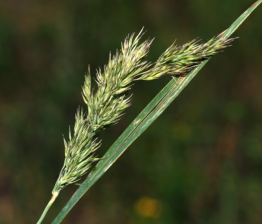 Изображение особи Calamagrostis epigeios.