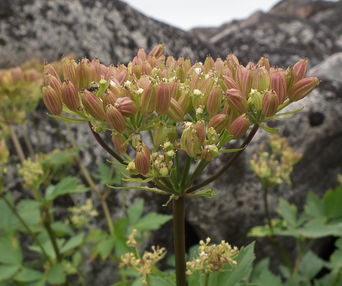 Image of Ligusticum scoticum specimen.