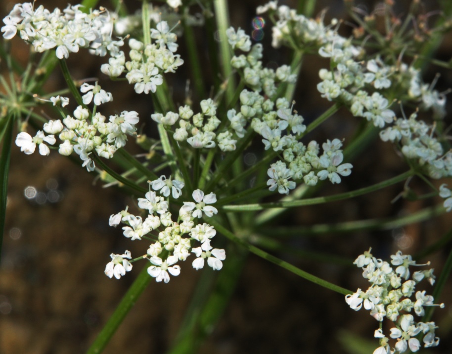 Image of Aegopodium alpestre specimen.