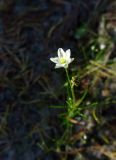 Spergula arvensis. Верхушка цветущего растения. Литва, лeвый берег р. Неман на границе с Белоруссией, лес Бугеда. 30.09.2016.