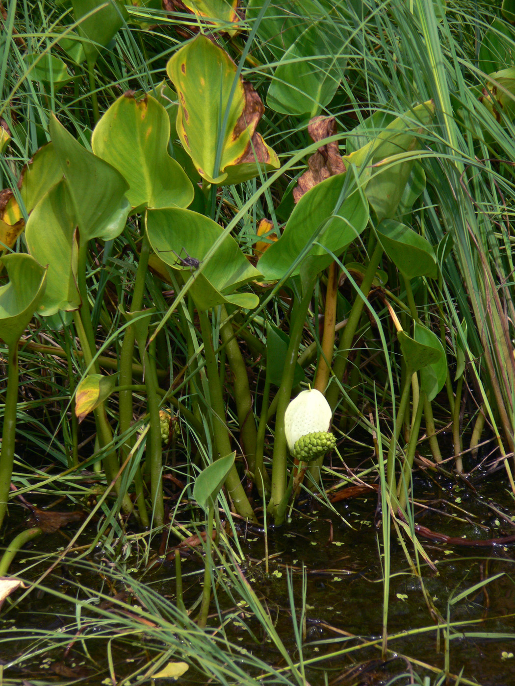 Изображение особи Calla palustris.