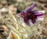 Pulsatilla taurica