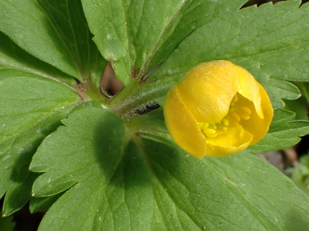 Изображение особи Anemone ranunculoides.