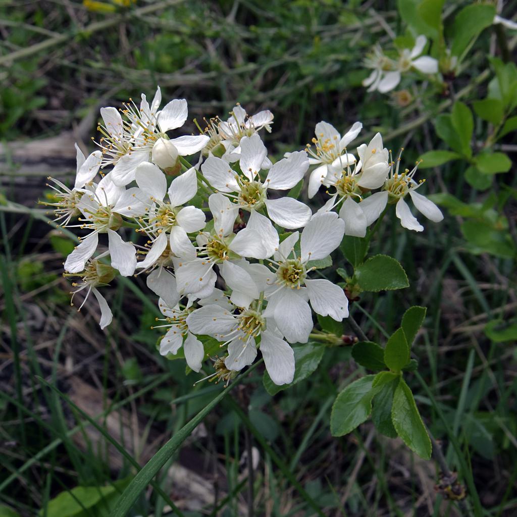 Image of Cerasus fruticosa specimen.